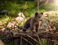 Eurasian Brown Bear Animal