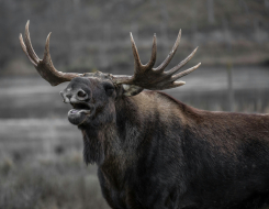 Eurasian Elk Animal