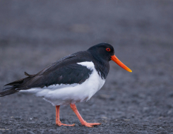 Faroe Islands Bird