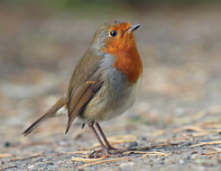 United Kingdom Bird