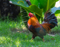 Gallic Rooster Animal