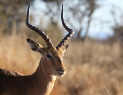 Gazelle Animal