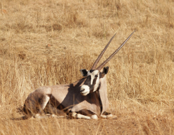 Gemsbok