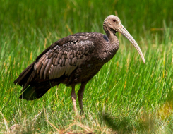 Cambodia Bird