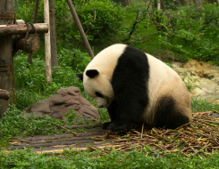 Giant Panda Animal