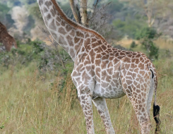 Giraffe Animal