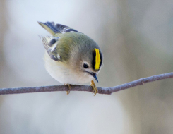 Luxembourg Bird