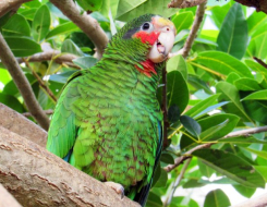 Cayman Islands Bird