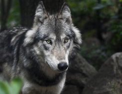 Gray Wolf Animal