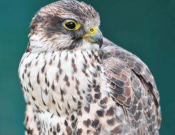 Iceland Bird