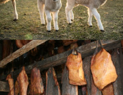 Lamb, Hákarl