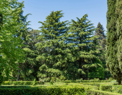 Himalayan Cedar