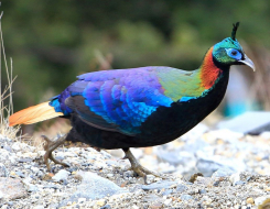 Nepal Bird
