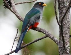 Haiti Bird