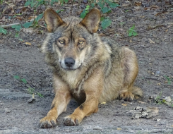 Italian Wolf Animal
