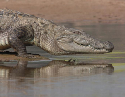 Indus Crocodile