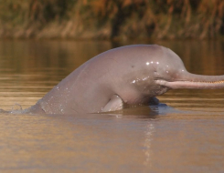 Indus River Dolphin