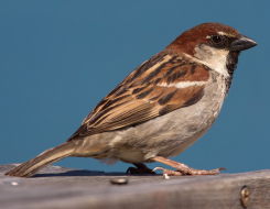 Italy Bird