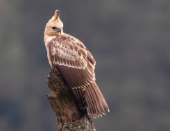 Indonesia Bird