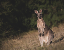 Kangaroo Animal