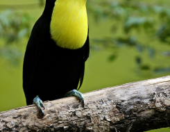 Belize Bird