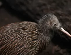 New Zealand Bird