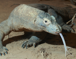 Komodo Dragon Animal