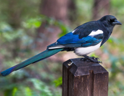 South Korea Bird