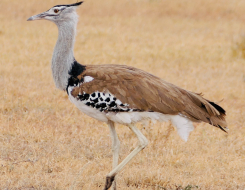 Botswana Bird