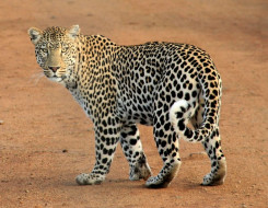 Leopard Animal