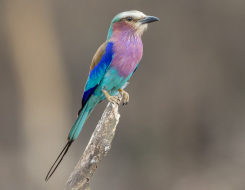 Kenya Bird