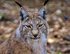 Lynx Animal