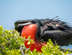 Antigua and Barbuda Bird