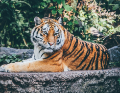 Magnificent Tiger Animal