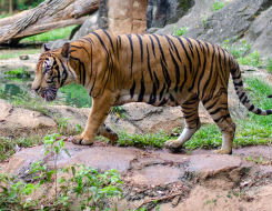 Malayan Tiger Animal