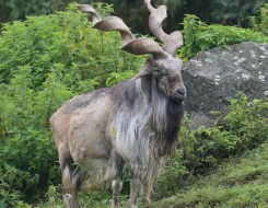 Markhor Animal