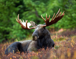 Moose Animal