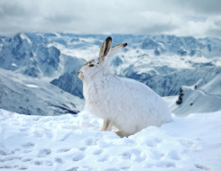 Mountain Hare Animal