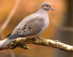 Mourning Dove