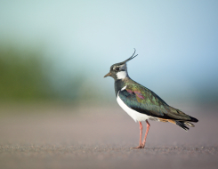 Ireland Bird