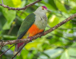 Palau Bird