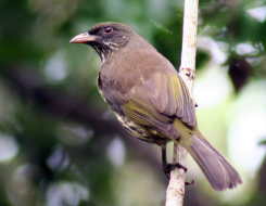 Dominican Republic Bird