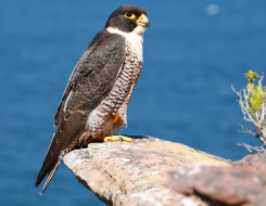 United Arab Emirates Bird