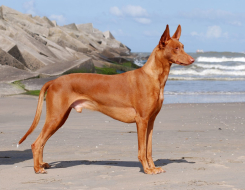 Pharaoh Hound Animal