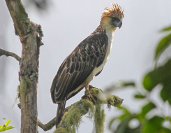 Philippines Bird