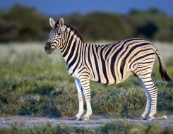 Plains Zebra Animal