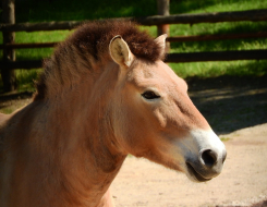 Przewalski's Horse Animal