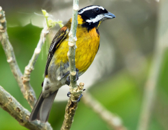Puerto Rico Bird