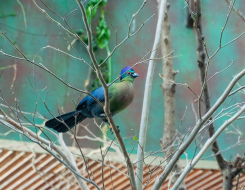 Eswatini Bird