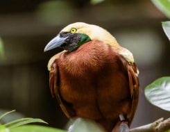 Papua New Guinea Bird